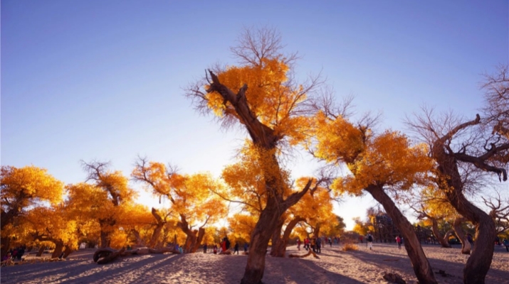 202506231750613669131780.jpg 微信圖片_20250623013331.jpg